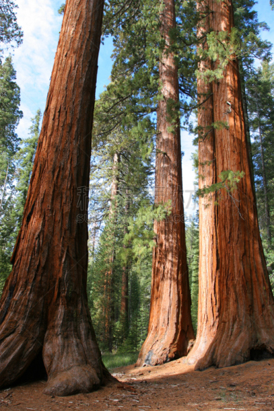红杉,巨大的,mariposa grove,自然,远古的,垂直画幅,图像,加利福尼亚,giant sequoia,常绿树