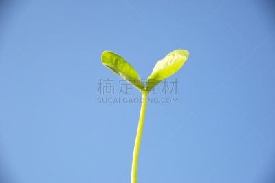 双叶区,大阪府,自然,水平画幅,绿色,无人,日本,东亚,花蕾,植物