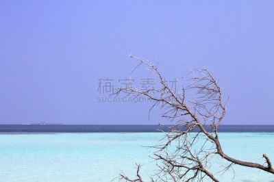 阿里环礁,背景,马尔代夫,海洋,枝,分离着色,热带气候,印度次大陆,印度洋,湖