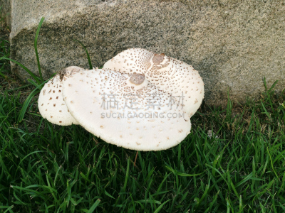 小妖精,伞形毒菌,毒蘑菇,自然,红色,热,季节,斑点,食品,图像