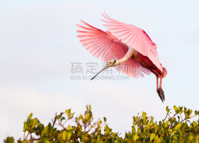 玫瑰色琵鹭,琵鹭,佛罗里达,水平画幅,鸟类,动物习性,野外动物,户外,美洲,北美