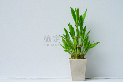 小的,花盆,分离着色,白色,自然,宁静,水平画幅,形状,可爱的,草