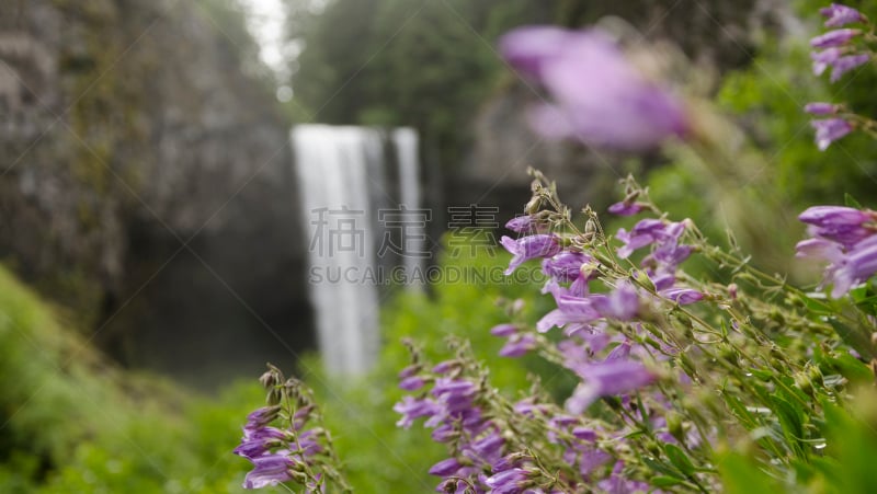 风铃草属,选择对焦,水,留白,俄勒冈州,俄勒冈郡,水平画幅,枝繁叶茂,瀑布,无人