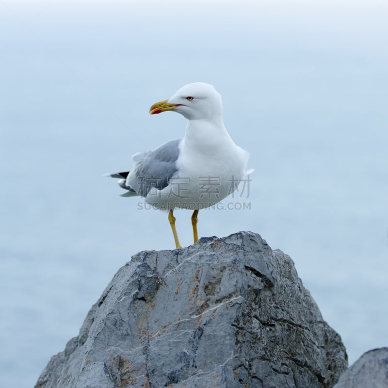 海鸥,黄色,黄足海鸥,野生动物,好奇心,翅膀,静水,动物,鸟类,海岸线