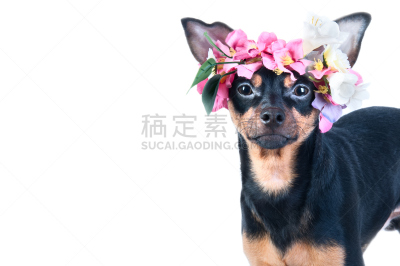 toy terrier,狗,花环,分离着色,玉米丸子,手捂耳,矢车菊,宠物服装,母亲节