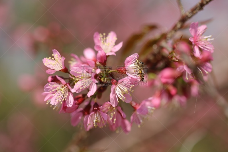 蜜蜂,拥挤的,春天,桃花,新的,风,水平画幅,桃,仅一朵花,越南