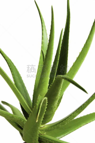 植物,芦荟,wild aloe,垂直画幅,绿色,无人,皮肤病学,斑点,背景分离,草药
