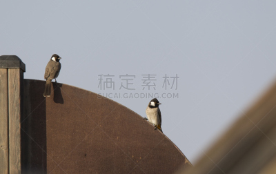 科威特,游乐场,动物耳朵,白色,科威特市,水平画幅,无人,野外动物,户外,甜点心