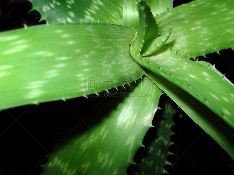 Detailed shot of a healthy AloÃ« Vera Barbadensis Miller plant.