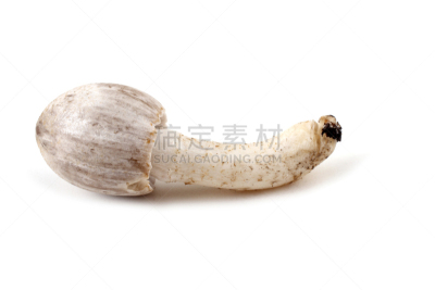 食用菌,鸭舌帽,笔帽状蘑菇,灰色,水平画幅,无人,阴影,背景分离,一个物体,摄影
