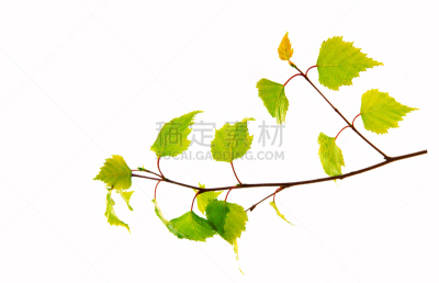 白桦,叶子,分离着色,白色背景,伍德斯托克,水平画幅,无人,夏天,特写,白色