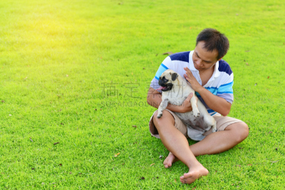幸福,巴哥犬,亚洲,男人,美,水平画幅,早晨,户外,草