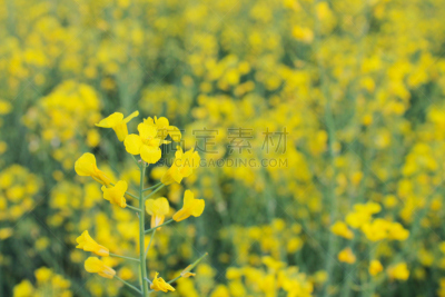 菜籽,坎波广场,油菜科,黛安娜公主,草地,水平画幅,地形,芜菁,芸苔,无人