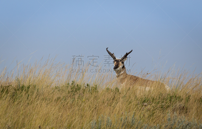 雄鹿,羚羊,叉角羚,大平原,南达科他州,自然,野生动物,蒙大拿州,水平画幅,捕猎行为