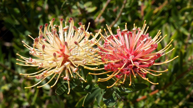 pincushion flower,缎带,尔斯滕博什植物园,自然,水平画幅,无人,园艺,开普敦,植物园,户外