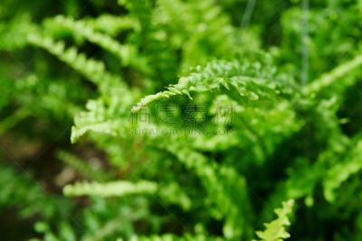 叶子,剑 fern,欧洲赤松,气候,枝繁叶茂,孢子,纯净,想法,常绿树,环境