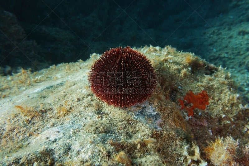 水下,海胆,赫罗纳省,海洋生命,紫海胆,野生动物,动物,地中海,岩石,在下面