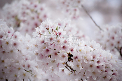 新宿御苑,樱花,日本,东京,充满的,花见节,自然,公园,水平画幅,樱桃