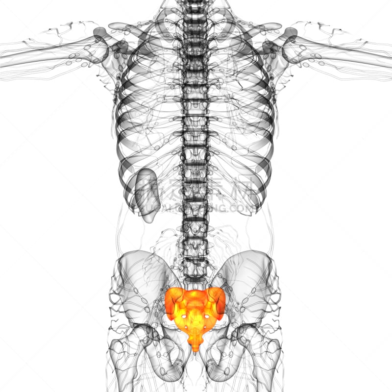 骶骨,健康保健,骨骼,插画,三维图形,尾骨,骶区,脊椎,人类骨架,水平画幅