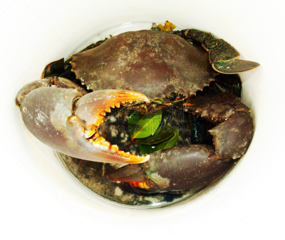 巨大的,锯缘青蟹,水平画幅,膳食,海产,螃蟹,肉,晚餐,甲壳动物,泥