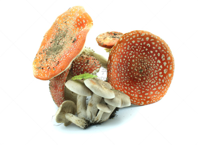 白色,蘑菇,分离着色,伞形毒菌,毒蝇菇,萨满,鹅膏菌,porcini mushroom,毒蘑菇,美