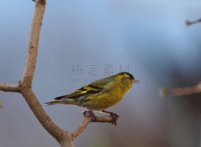 鸟类,松金雀,野生动物,动物发育阶段,水平画幅,秋天,无人,动物学,户外,黄雀
