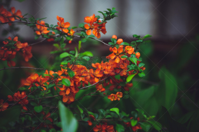 温柏,灌木,日本,红色,美,水平画幅,无人,蔷薇科,夏天,花蕾