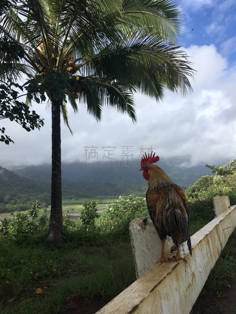 哈纳雷山谷,雨,公鸡,夏威夷,考艾岛,从上面看过去,在上面,山,垂直画幅,美国