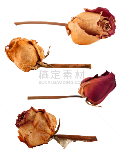 玫瑰,干的,枯萎的,背景分离,干花,植物,2015年,情人节,个性,白色