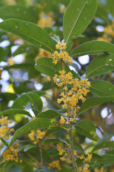 桂花,瓦尔省,垂直画幅,美,留白,橙色,秋天,无人,香料,特写