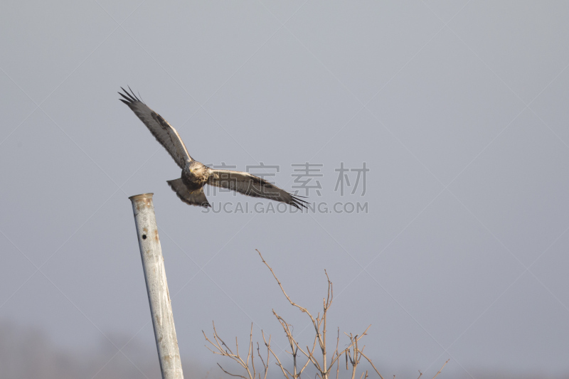 天空,腿上生羽毛的鹰,蓝色,美,食肉鸟,水平画幅,鸟类,半空中,户外,欧洲秃鹰