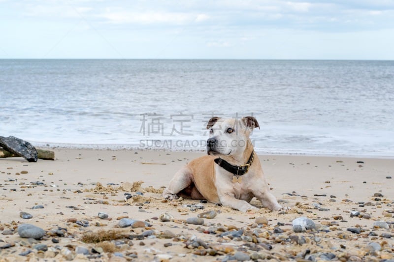 海滩,狗,斯塔福德郡斗牛犬,牛头梗,水平画幅,沙子,无人,户外,草,海洋