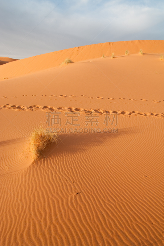 沙子,撒哈拉沙漠,非洲,northern sahara,比沙丘沙漠,erg chebbi dunes,莫鲁加,动物留下的痕迹,骆驼,垂直画幅