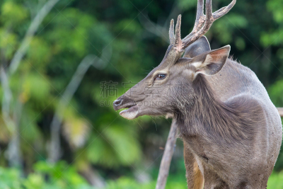 鹿,Brow-Antlered Deer,褐色,水平画幅,早晨,夏天,户外,泰国,东南亚,看