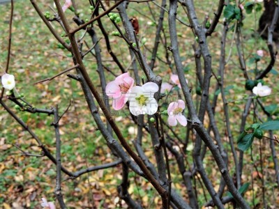 冬天,花朵,一个物体,和服,彩色背景,环境,公园,安东尼奥维瓦尔第,自然美,酸浆属