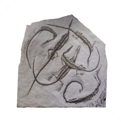 化石,devonian,更新世时期,史前时代,地质学家,古生物学,爬行纲,动物骨骼,动物骨,侏罗纪