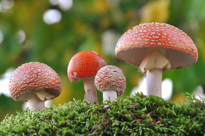 家庭,毒蝇菇,真菌,蘑菇,伞形毒菌,森林,自然,水平画幅,秋天,无人