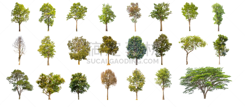 白色背景,绿色,分离着色,Leafy Gall,天篷,灌木,枫树,背景分离,树,收集
