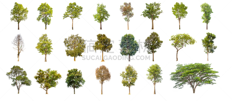 白色背景,绿色,分离着色,Leafy Gall,天篷,灌木,枫树,背景分离,树,收集