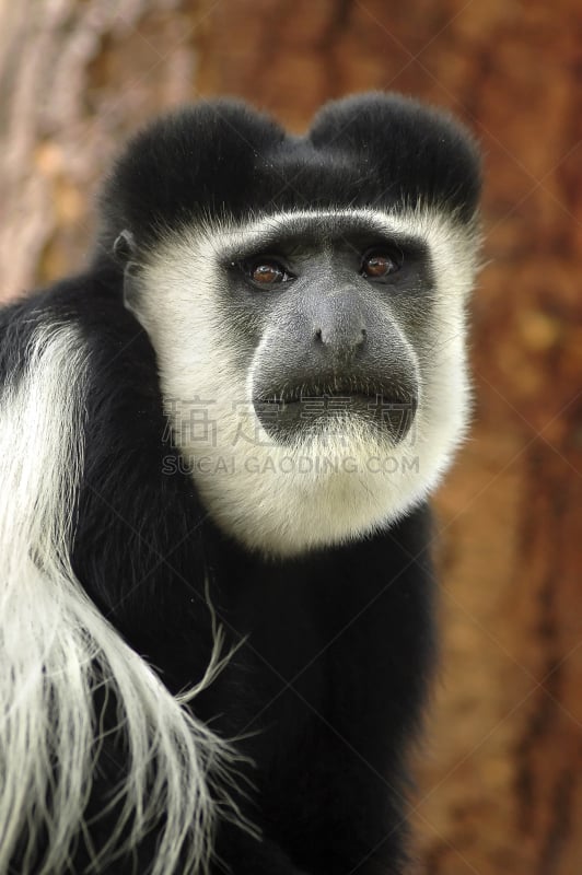 black and white colobus,垂直画幅,正面视角,野生动物,非洲,猴子,动物身体部位,肯尼亚,黑色,悲哀