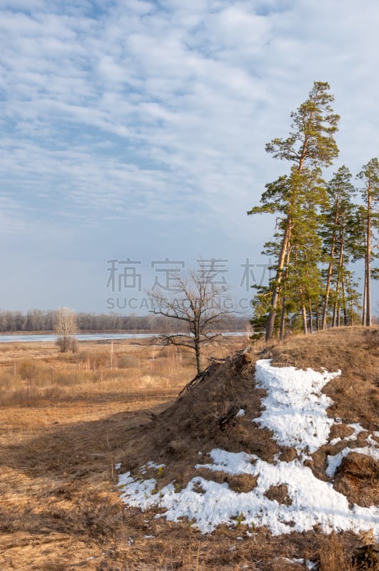 森林,松树,春天,季节,垂直画幅,天空,林区,夜晚,雪,户外