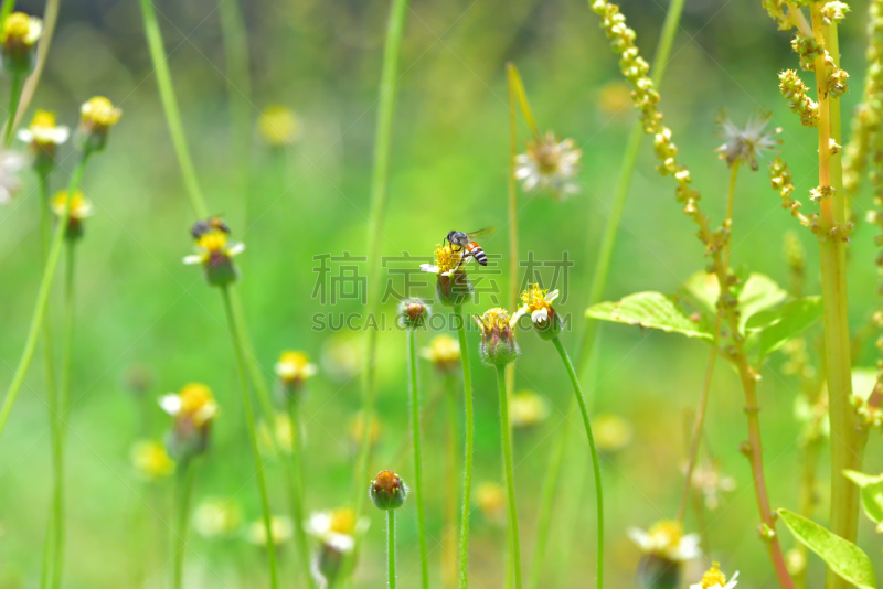 蜜蜂,俄亥俄河,杀虫剂,动物身体部位,夏天,两翼昆虫,农作物,白色,毛绒绒,花粉