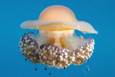地中海,水母,煎蛋,水平画幅,无人,水下,野外动物,特写,动物主题,触须
