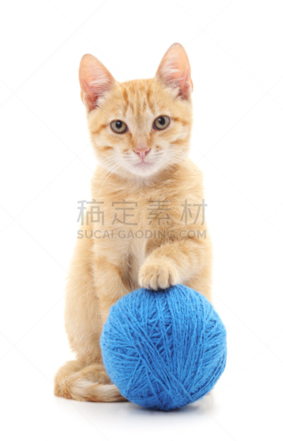 猫,晚会,垂直画幅,美,芳香的,哺乳纲,友谊,白色,毛绒绒,节日