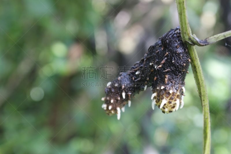 白色,山药,印度次大陆人,打虫药,健康保健,替代医药,圭亚那,麻风病,植物,秧苗