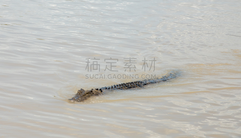 澳大利亚海水鳄,分离着色,动物主题,阿得莱德河,野生动物,环境,船尾波,动物嘴,一只动物