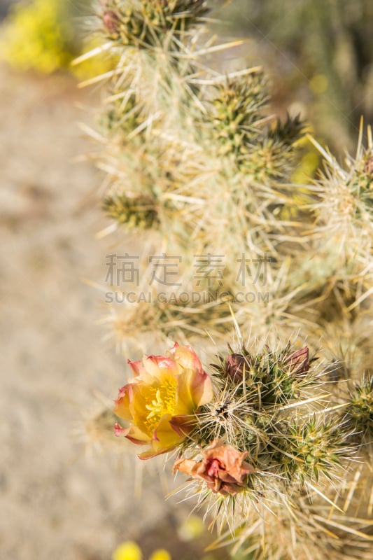 求也仙人掌,地形,花朵,荆棘,自然,白昼,南加利福尼亚,垂直画幅,图像,加利福尼亚