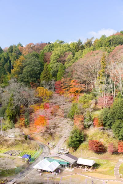 名古屋,秋天,樱之花,丰田市,石楠,垂直画幅,公园,里山,樱花,早晨