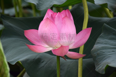 亚洲睡莲,弥勒佛,莲藕,灵性,水平画幅,绿色,无人,印度,花纹