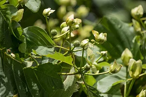 月桂树 病虫害防治机具 患病植物 月桂树叶 食品加工厂 幼虫 植物 水平画幅 害虫 工厂图片素材下载 稿定素材